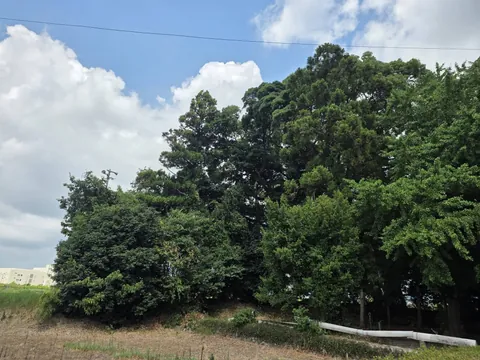 道路側から八幡神社の社叢を望む。