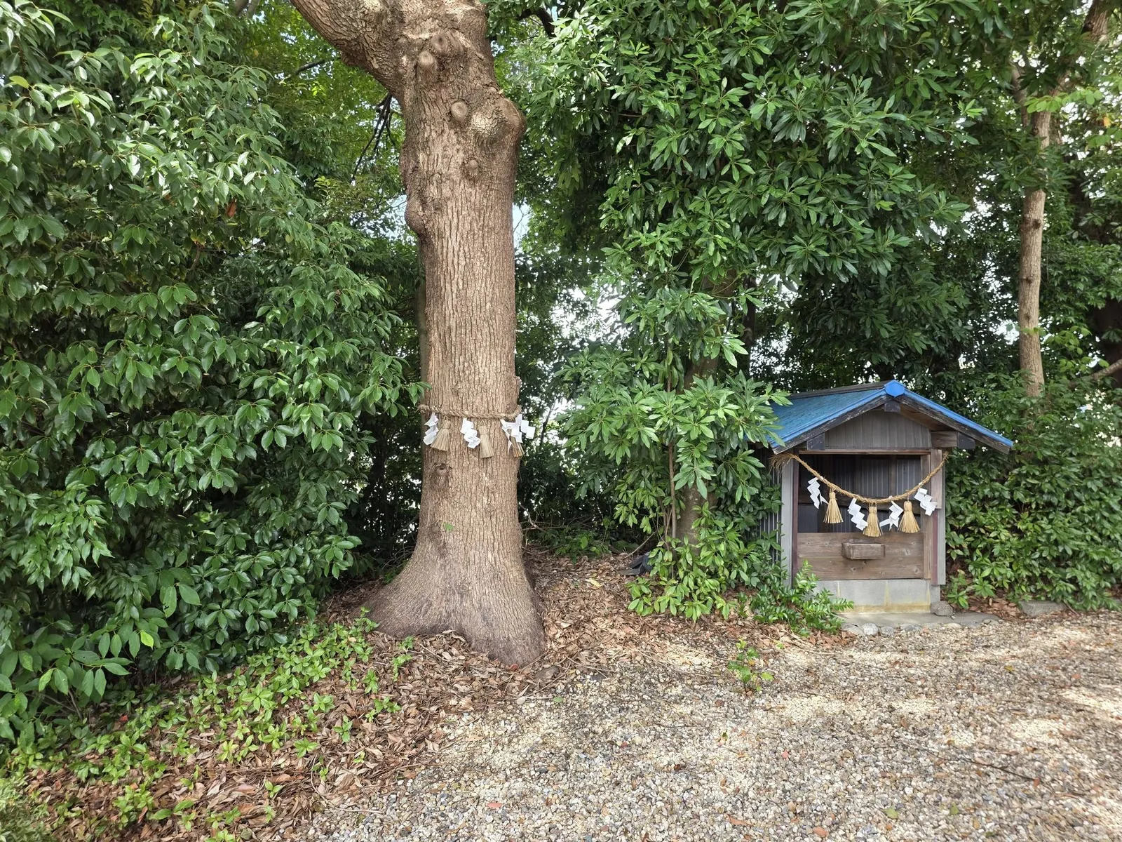 大きな御神木の幹に注連縄が掛けられ、隣に青い屋根の小祠が建つ。