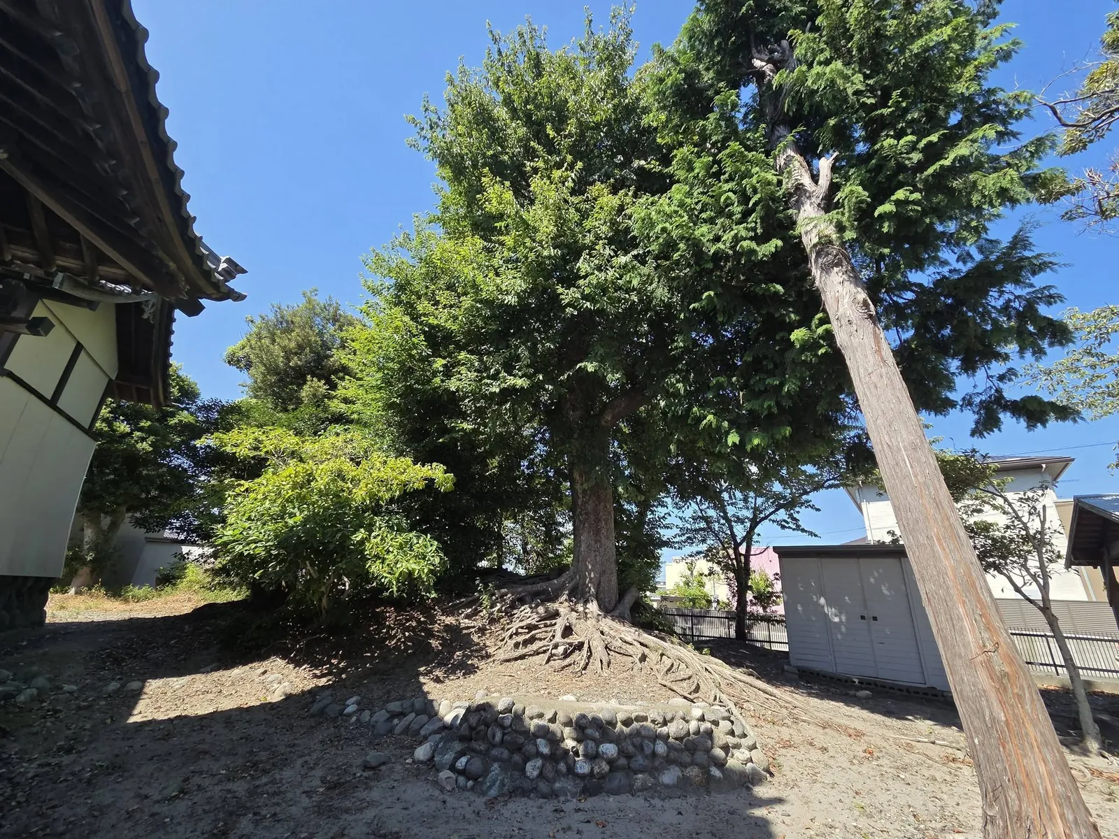 境内に根を張る大樹と切り株。