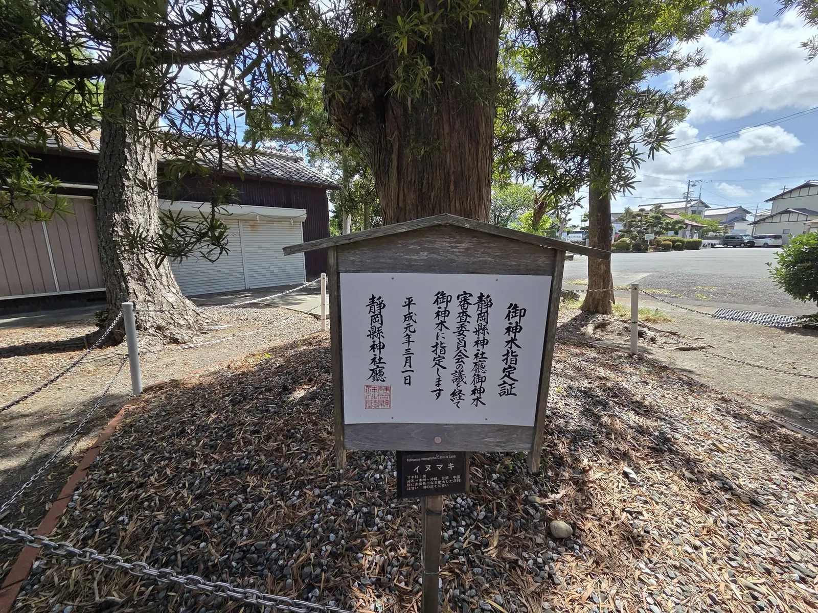 静岡県神社庁の御神木指定証が掲げられたイヌマキ。