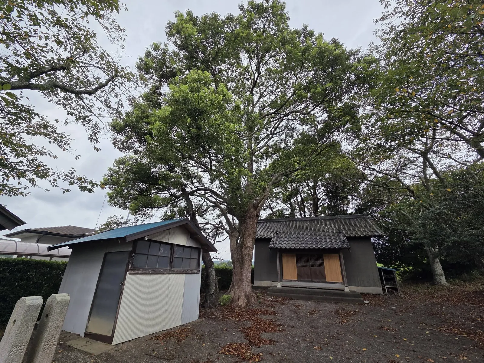 境内から見る社殿。正面に切妻屋根の拝所を設け、右手に小建物が立つ。