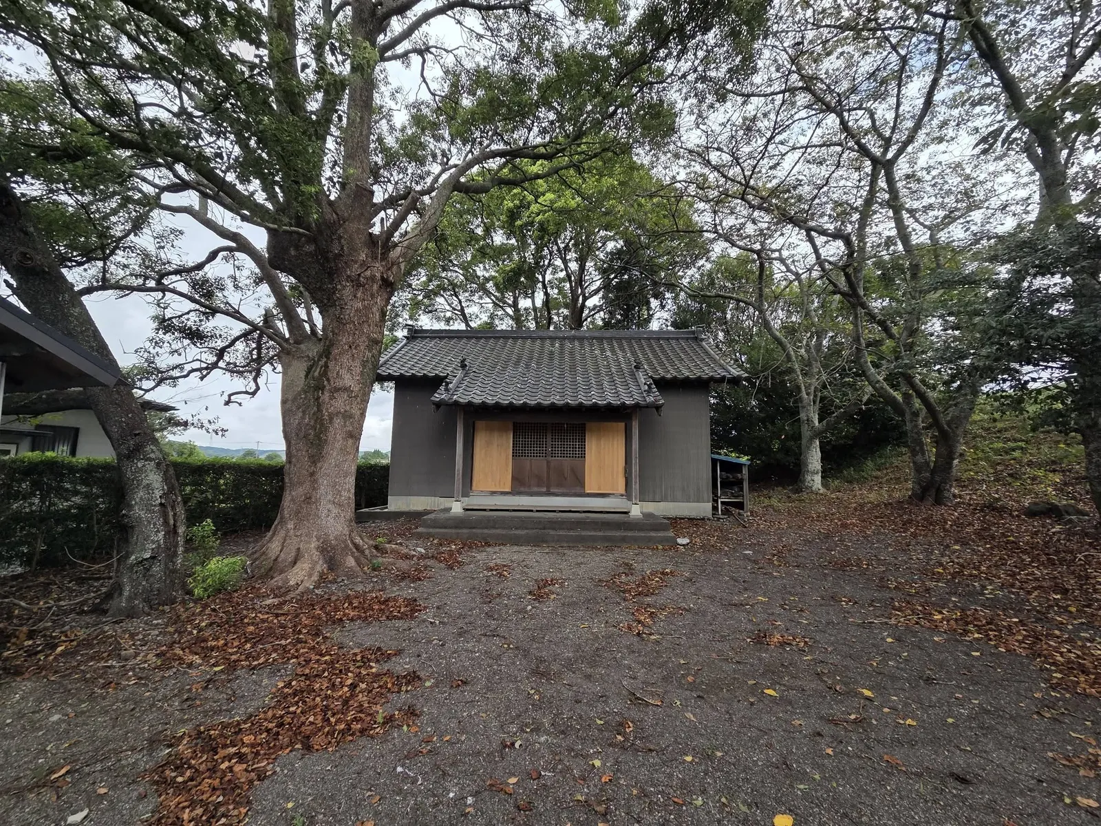 社殿前に立つ大木と社叢。太い幹が境内を覆うように枝を広げる。