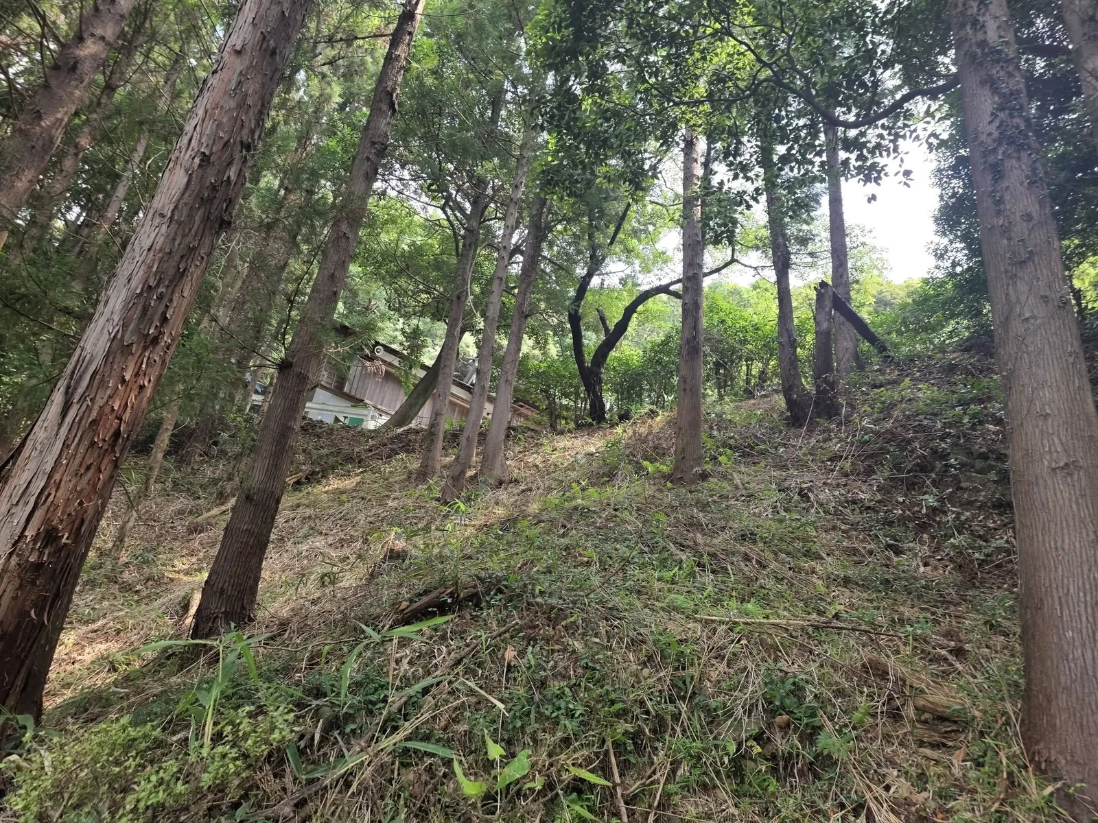 斜面の社叢と、その中を上る参道。