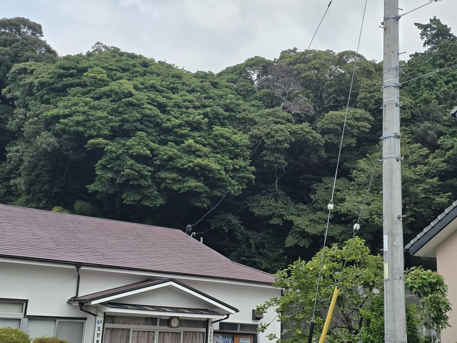 道路側から見た岩田神社の社叢。