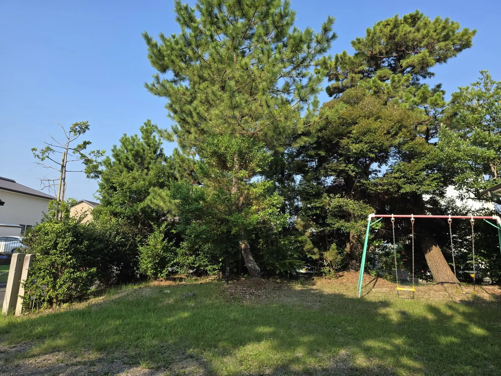 社叢を見上げる。高木のマツが数本立ち、境内は生垣を境に住宅地と接する。