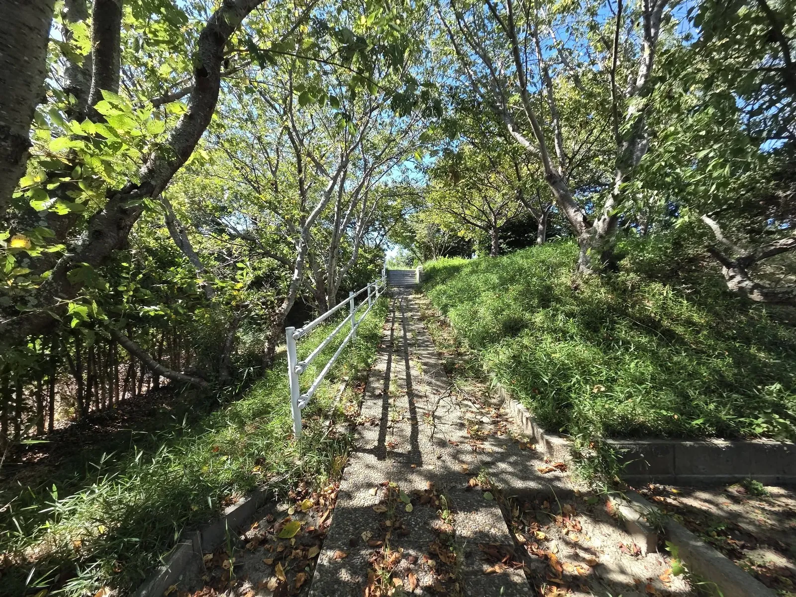 木立に囲まれた境内を社殿へ上る参道。