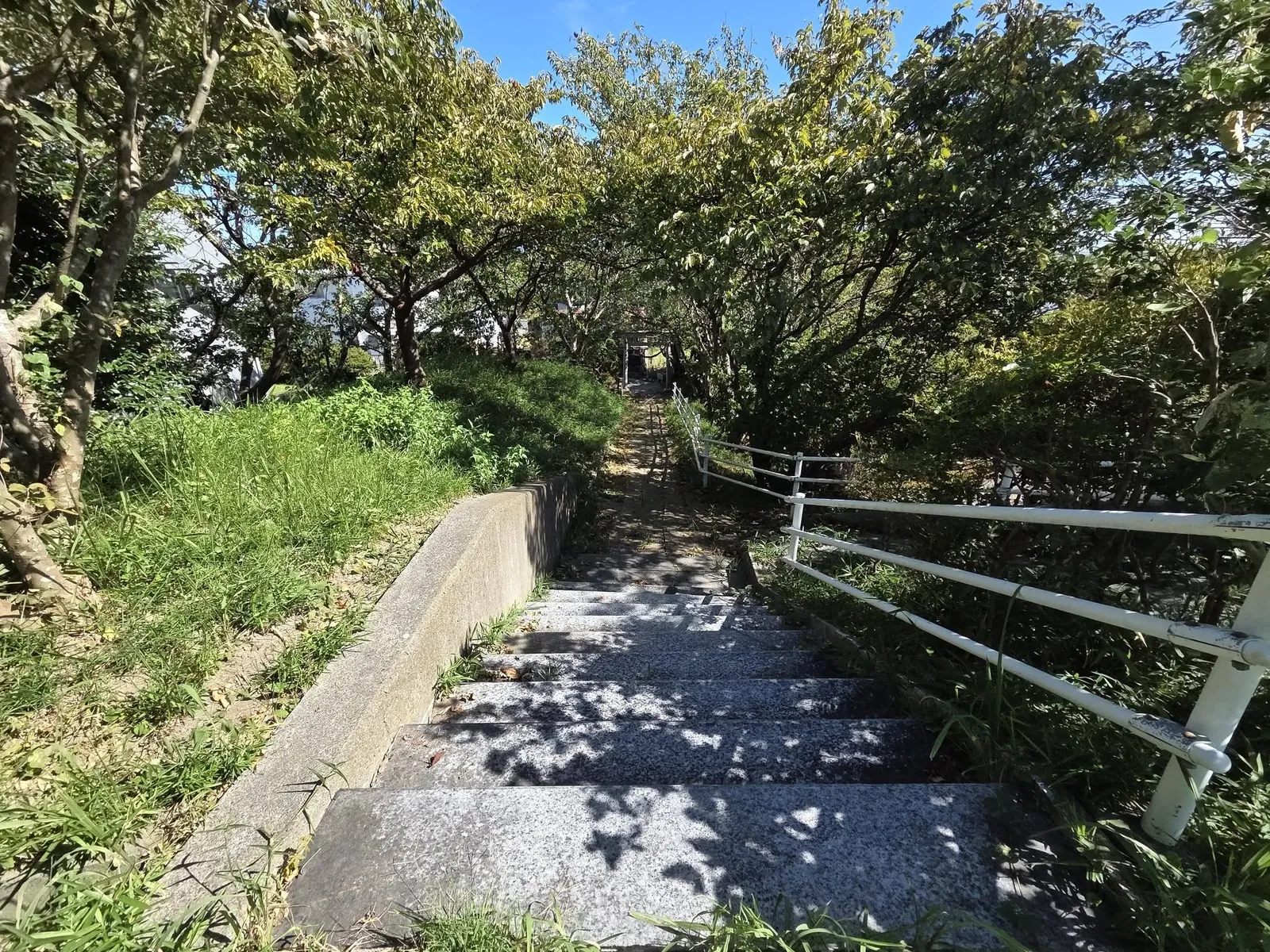 社殿側の石段から鳥居方向を望む参道。