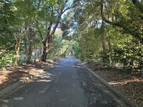 社叢の中を進む鎌田神明宮の参道。