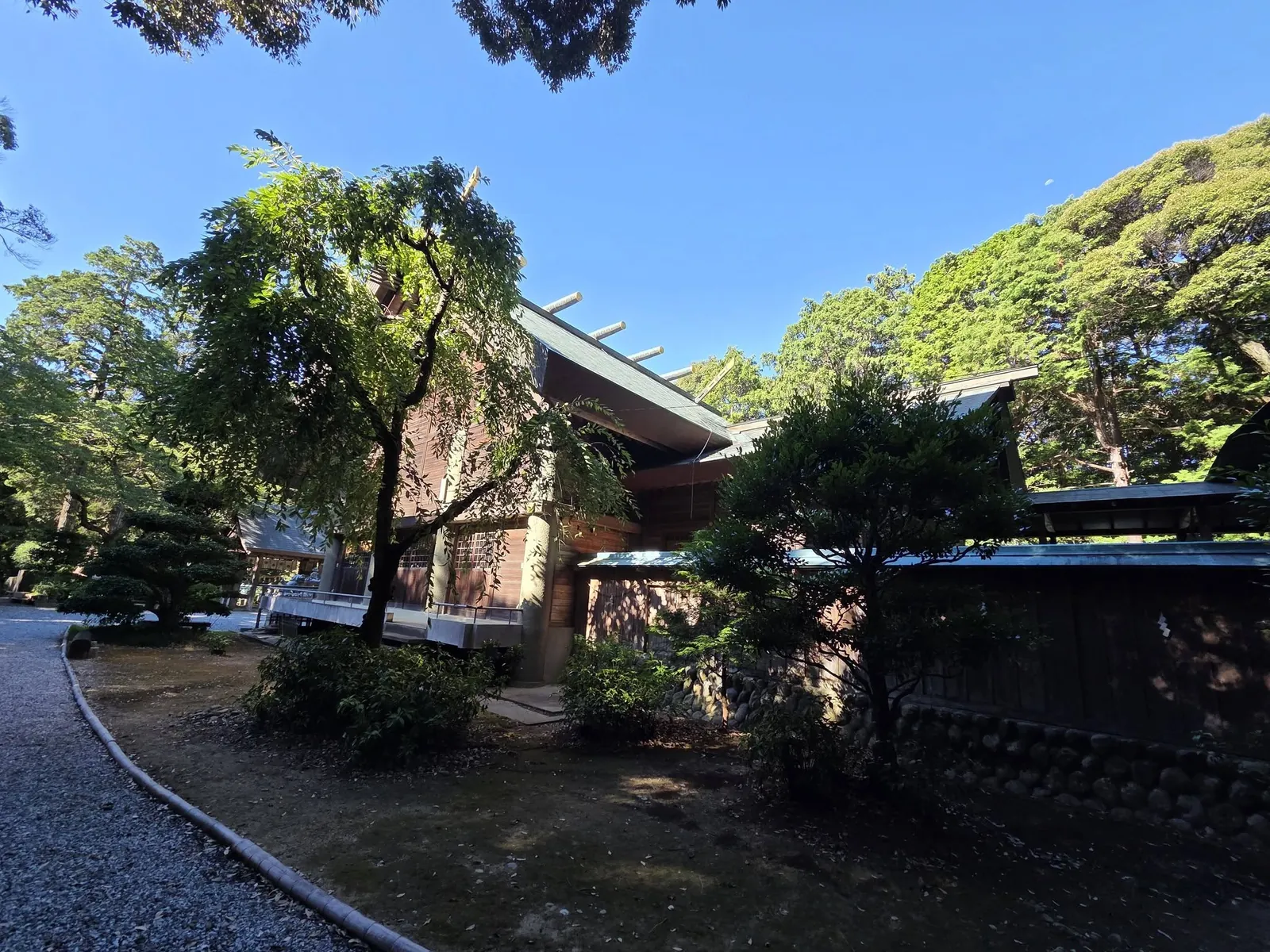 境内の大樹と社殿を側方から見る。