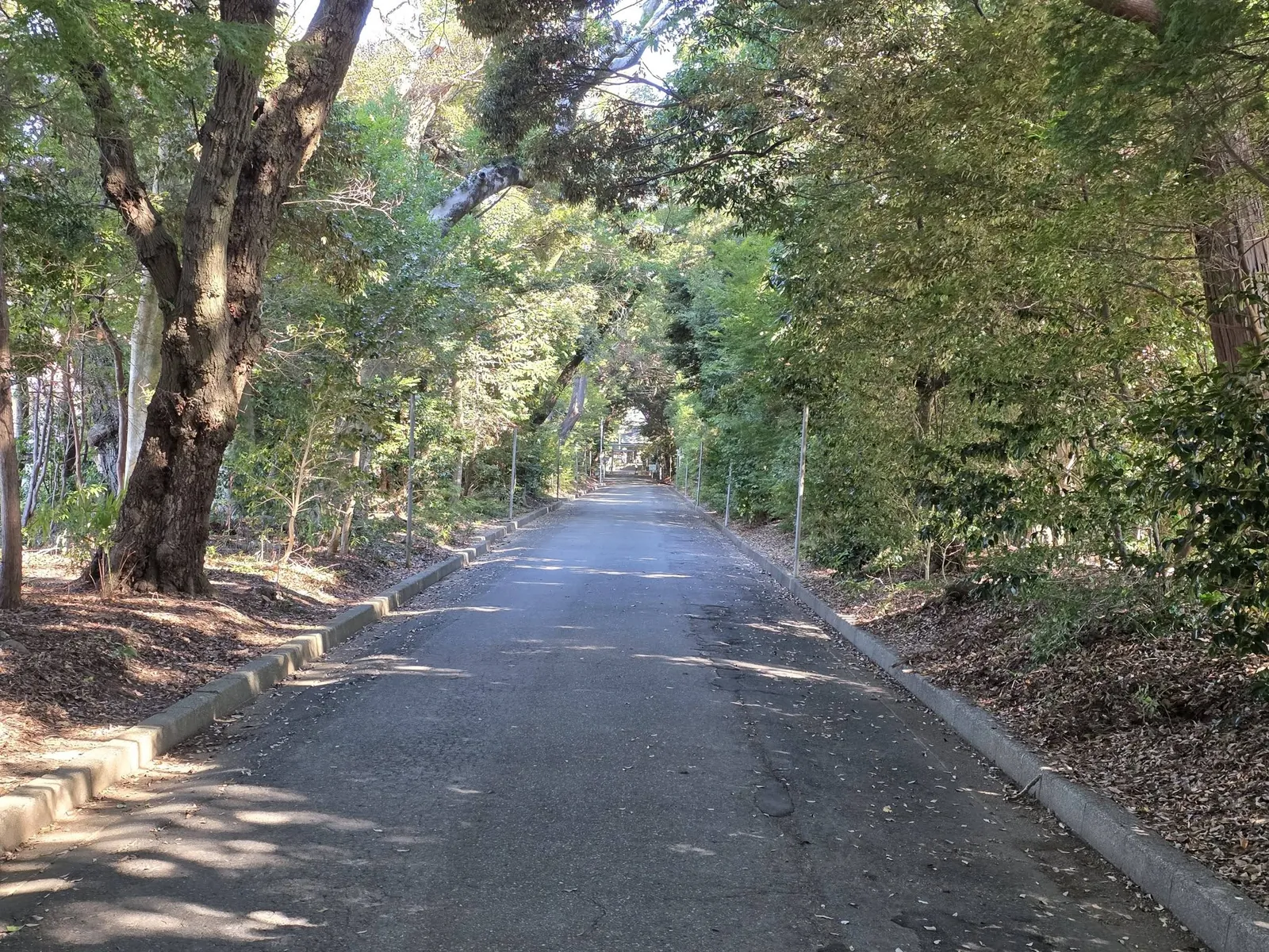 社叢を貫く参道を境内側から望む。