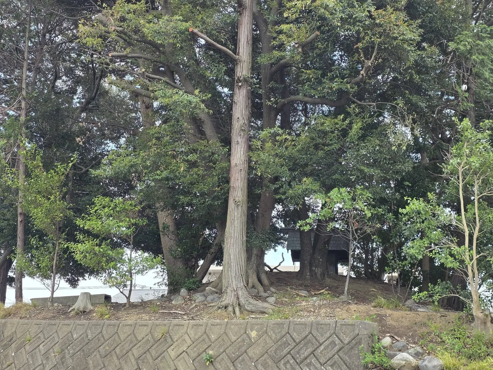 道路下から見上げた社叢。高台の境内に小社が鎮座する。