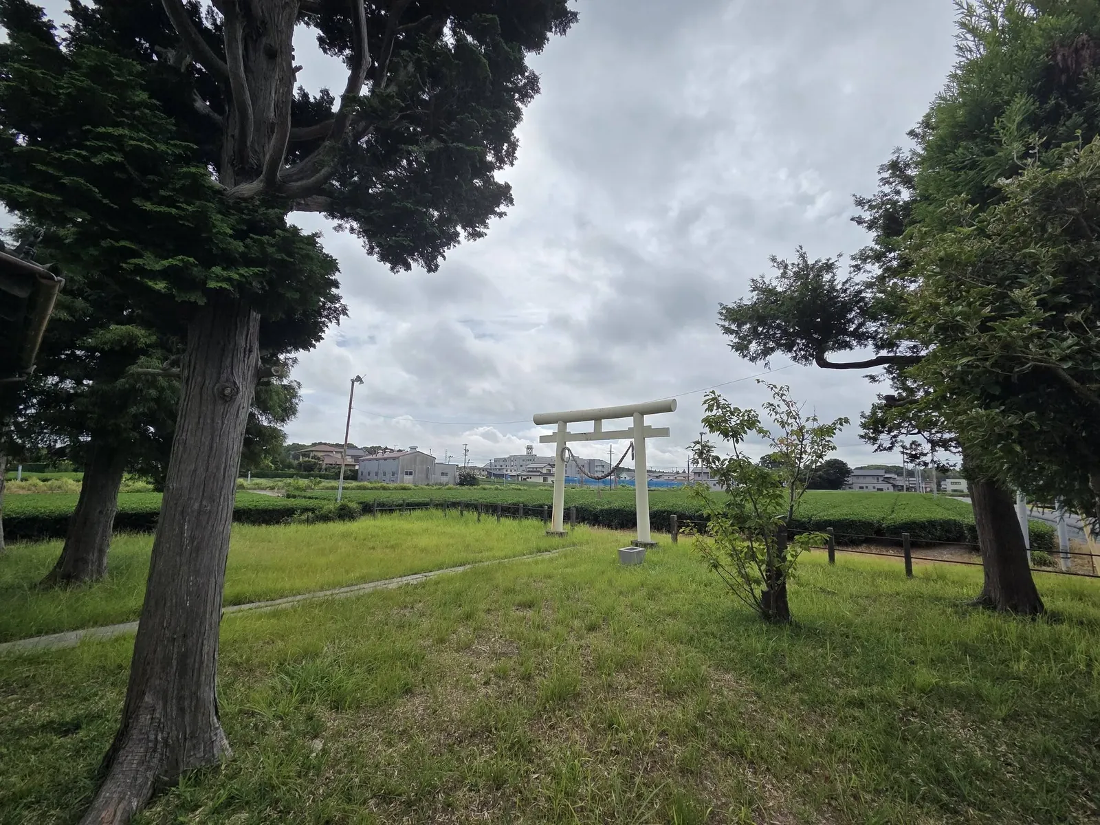 境内の樹木と鳥居。社殿前の草地を囲むように樹木が立つ。