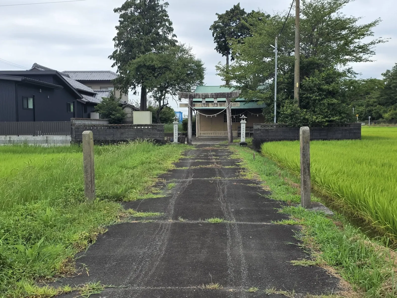 田の間を通る参道の先に鳥居と社殿が見える。