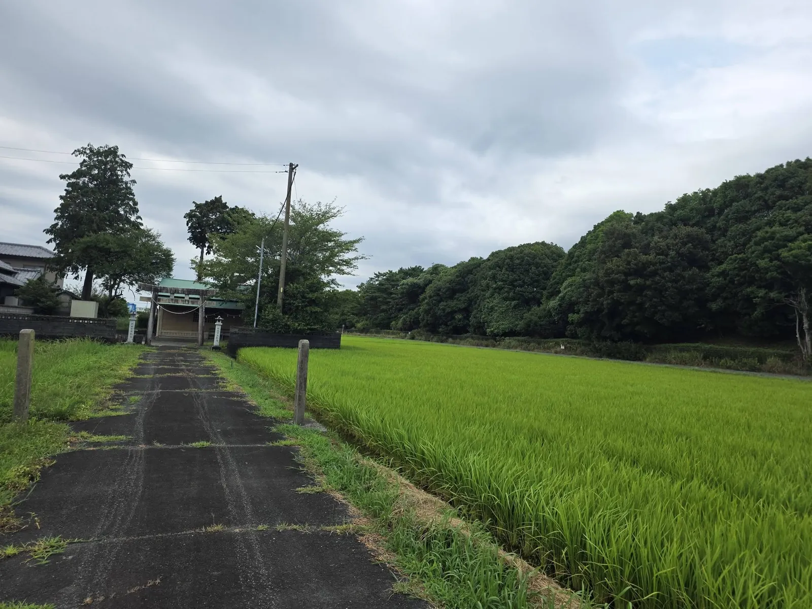 田園と社叢の間に延びる参道。