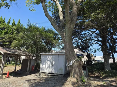 注連縄を巻いた境内の大樹。
