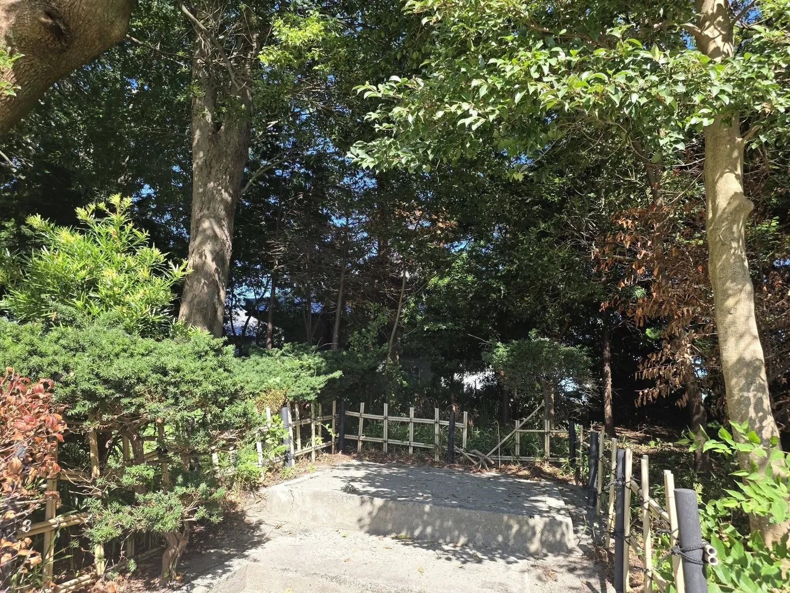境内の斜面を覆う松尾神社の社叢。