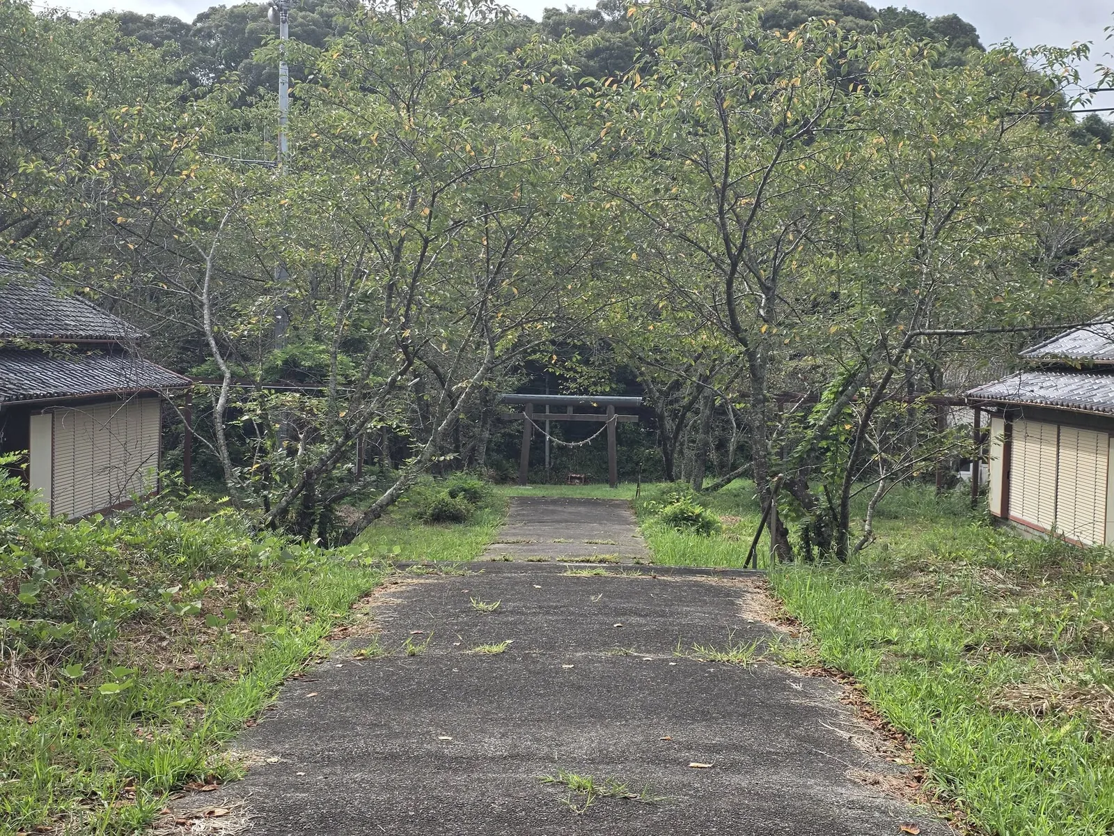 社殿側から鳥居方向を見る参道。サクラの木々の間を舗装路が延びる。