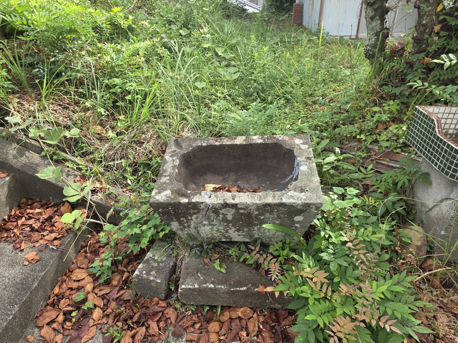 境内脇に残る石造手水鉢。周囲を草木が覆う。