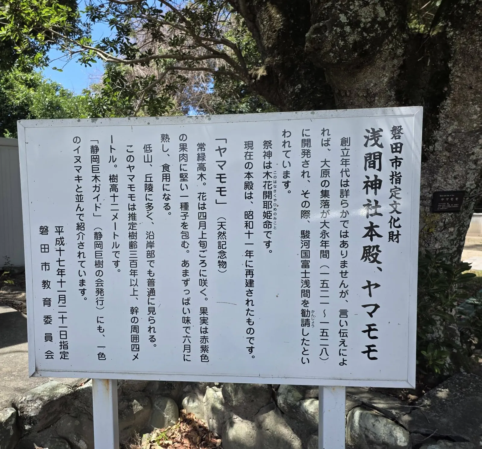 磐田市指定文化財「浅間神社本殿、ヤマモモ」の解説板。