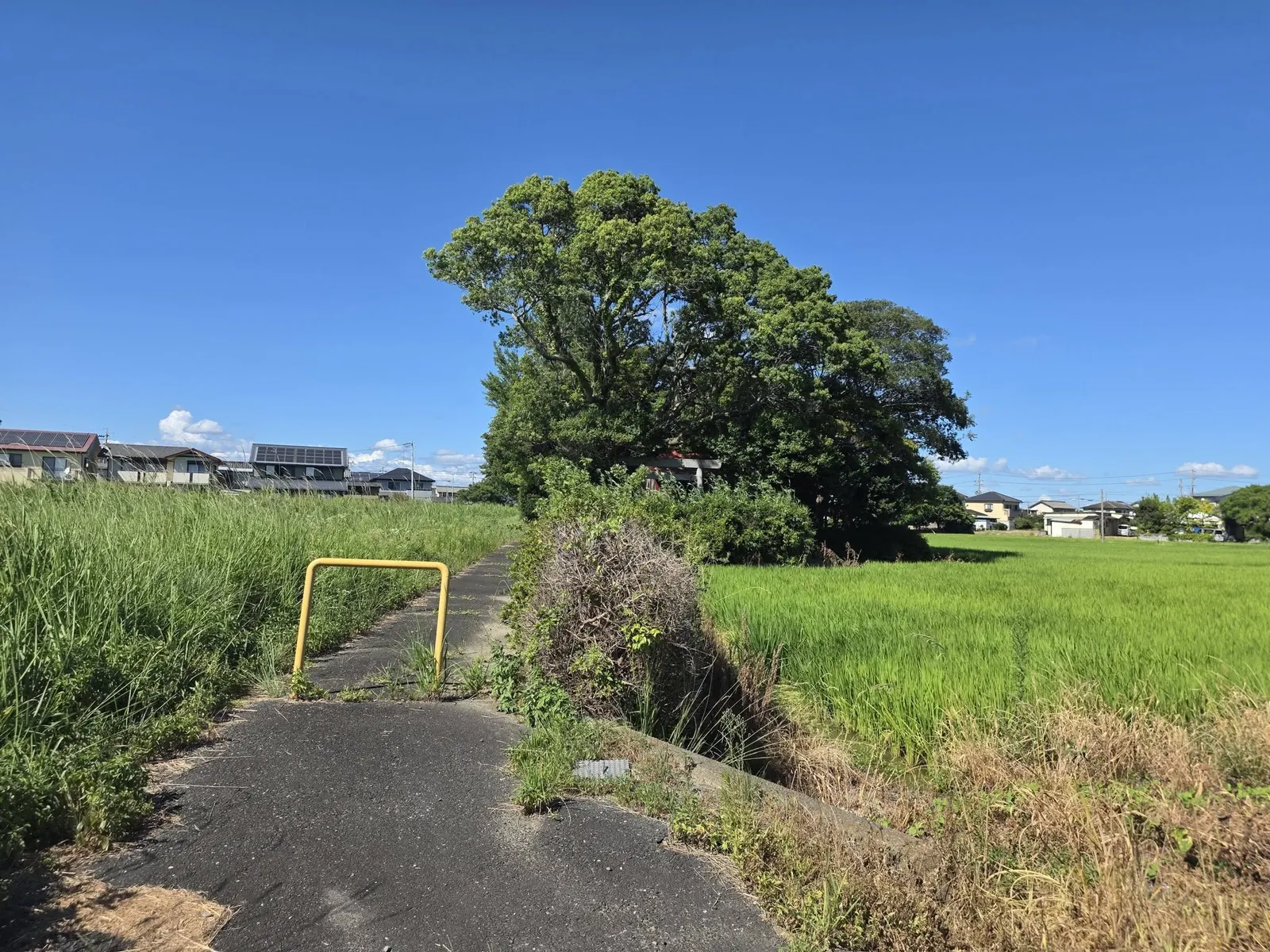 水田の中の小道から社叢と鳥居を望む。