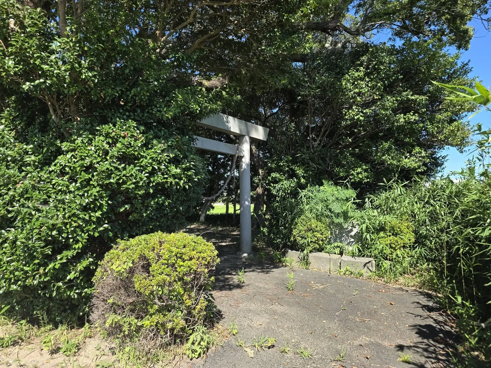 社叢の入口に立つ石造鳥居と境内へ続く参道。
