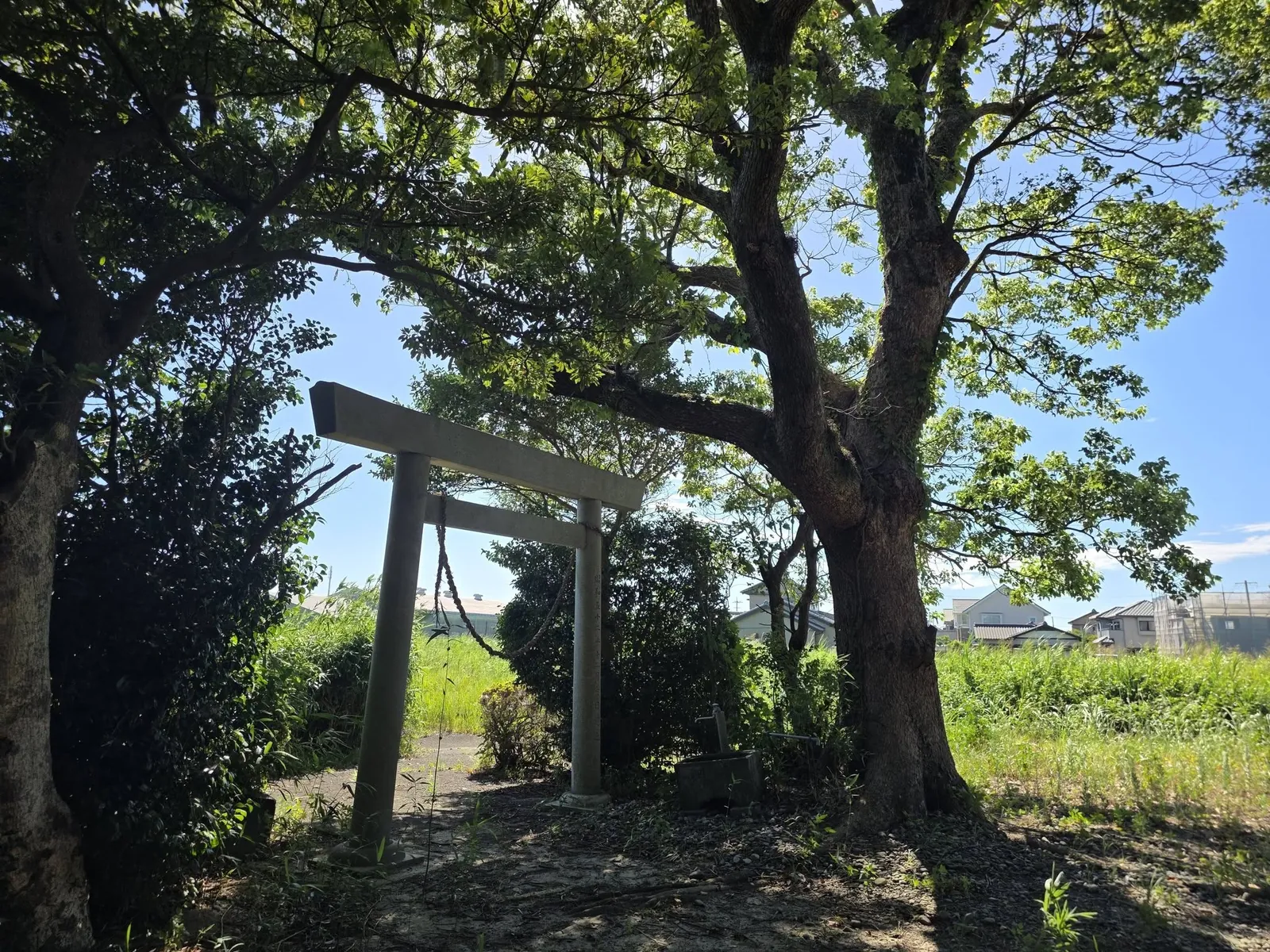 境内側から見た石造鳥居と大木。