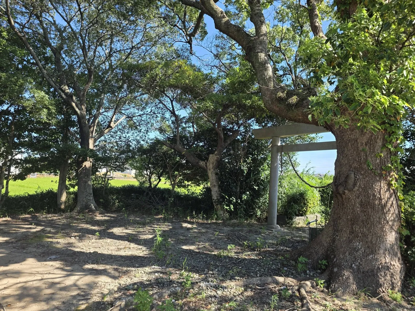 大木に囲まれた境内と石造鳥居。