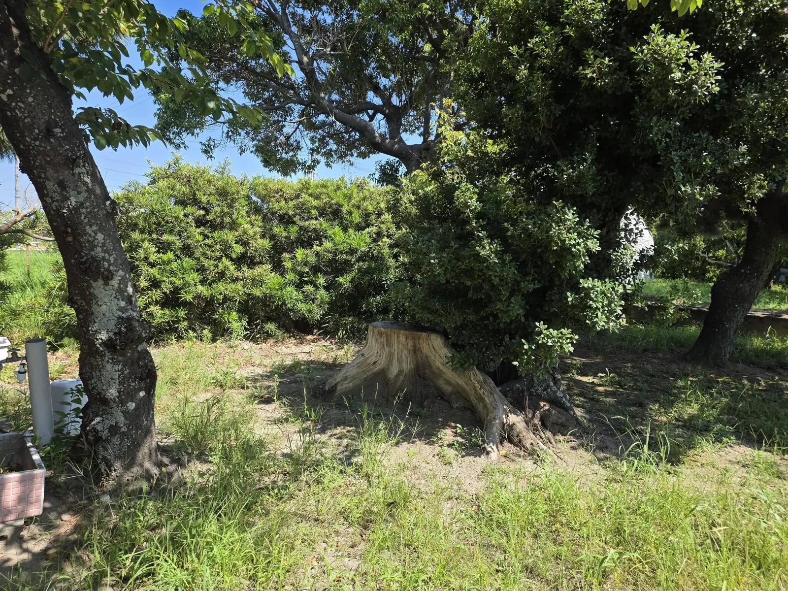境内に残る大樹の切り株。