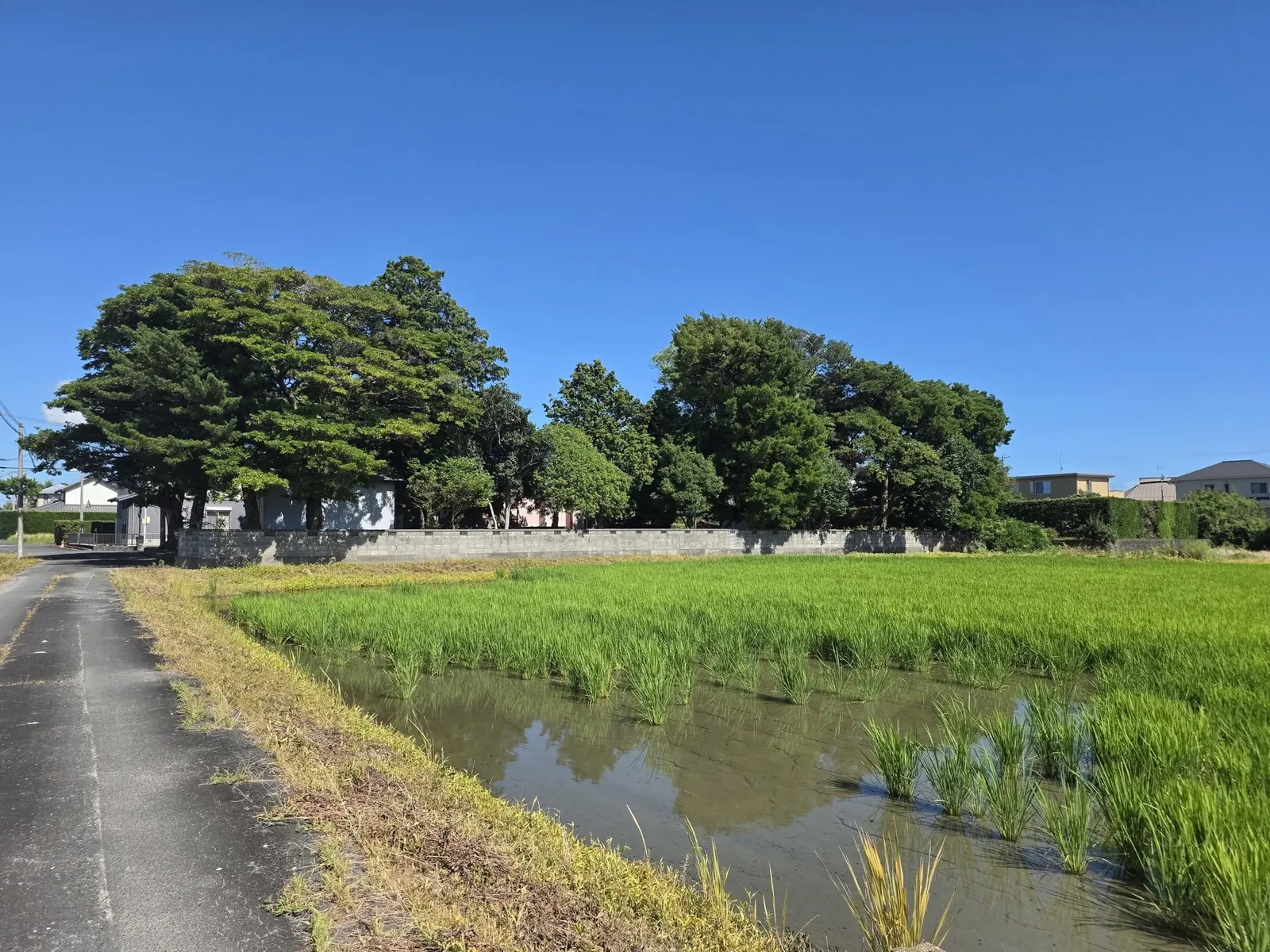 水田越しに大中瀬の社叢を望む。