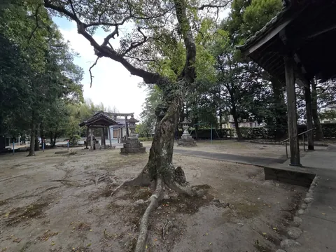 大木の根元から境内と手水舎を望む。