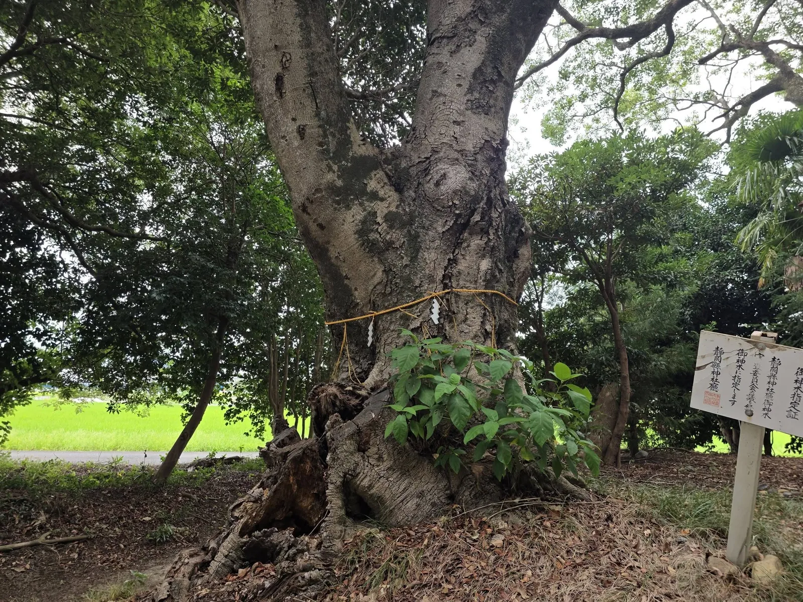 境内にそびえるヤマモモの御神木。