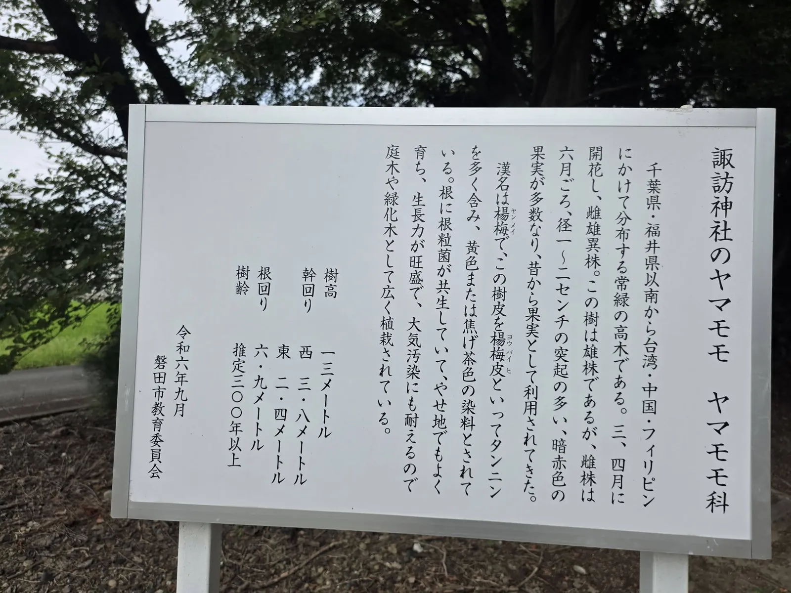 磐田市指定天然記念物「諏訪神社のヤマモモ」の解説板。