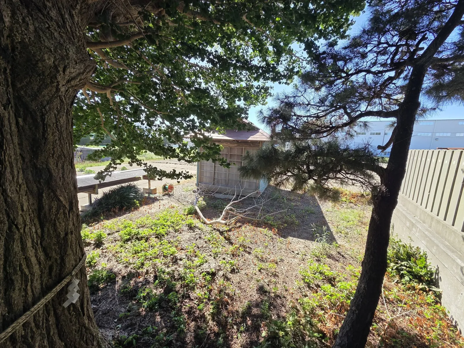 境内の大木と社殿背後の建物。