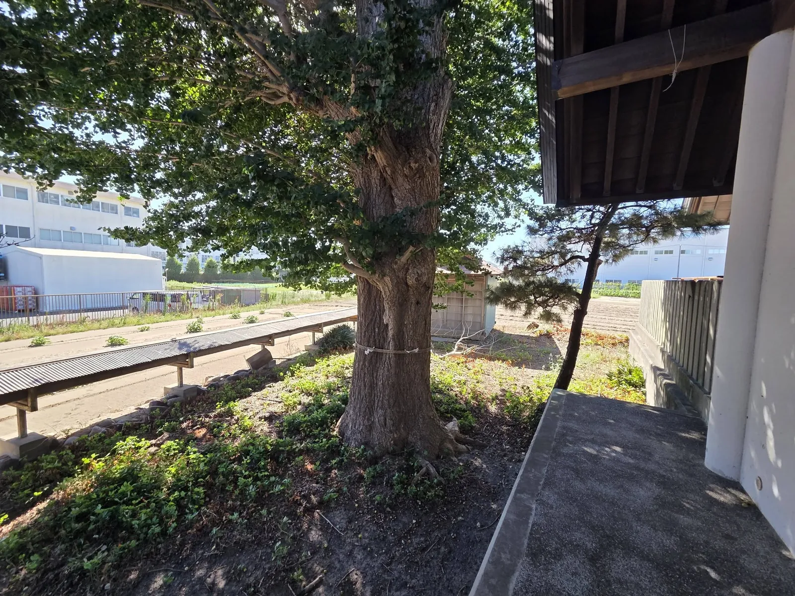 社殿脇に立つ大木と境内の建物。