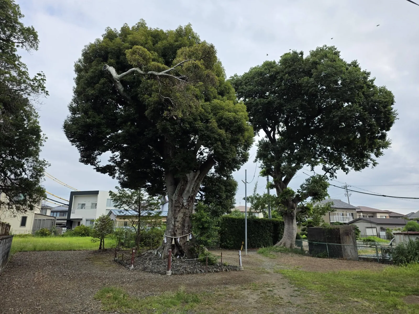 境内中央の大樹と社叢。