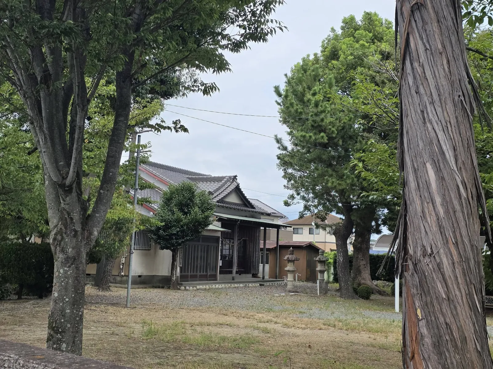 境内の大木越しに社殿を望む。