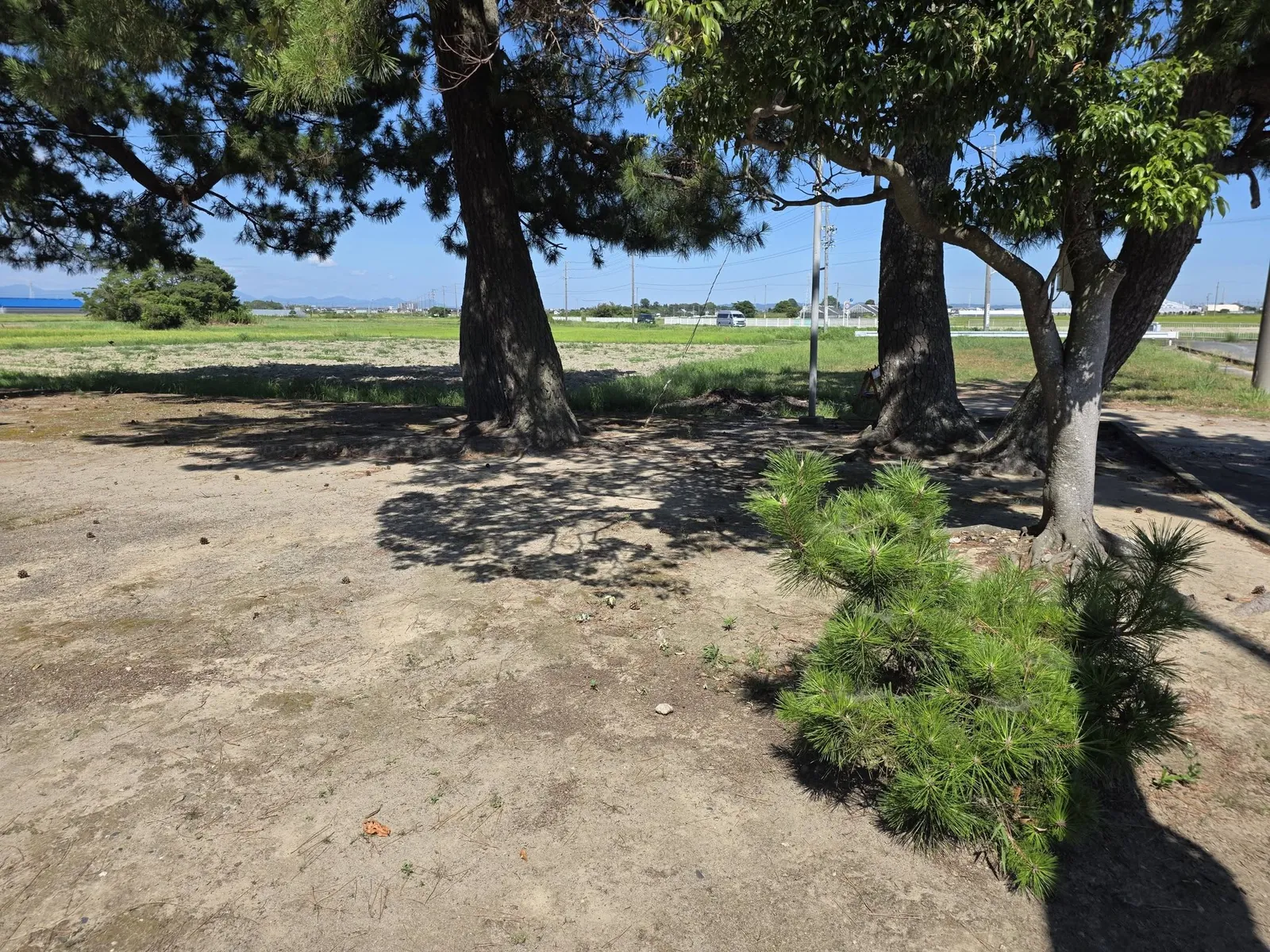 境内の樹木と周囲に広がる田園。