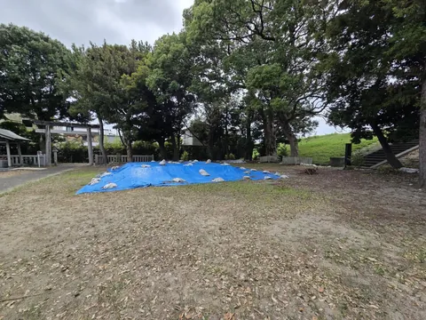 大木が立つ境内の広場。