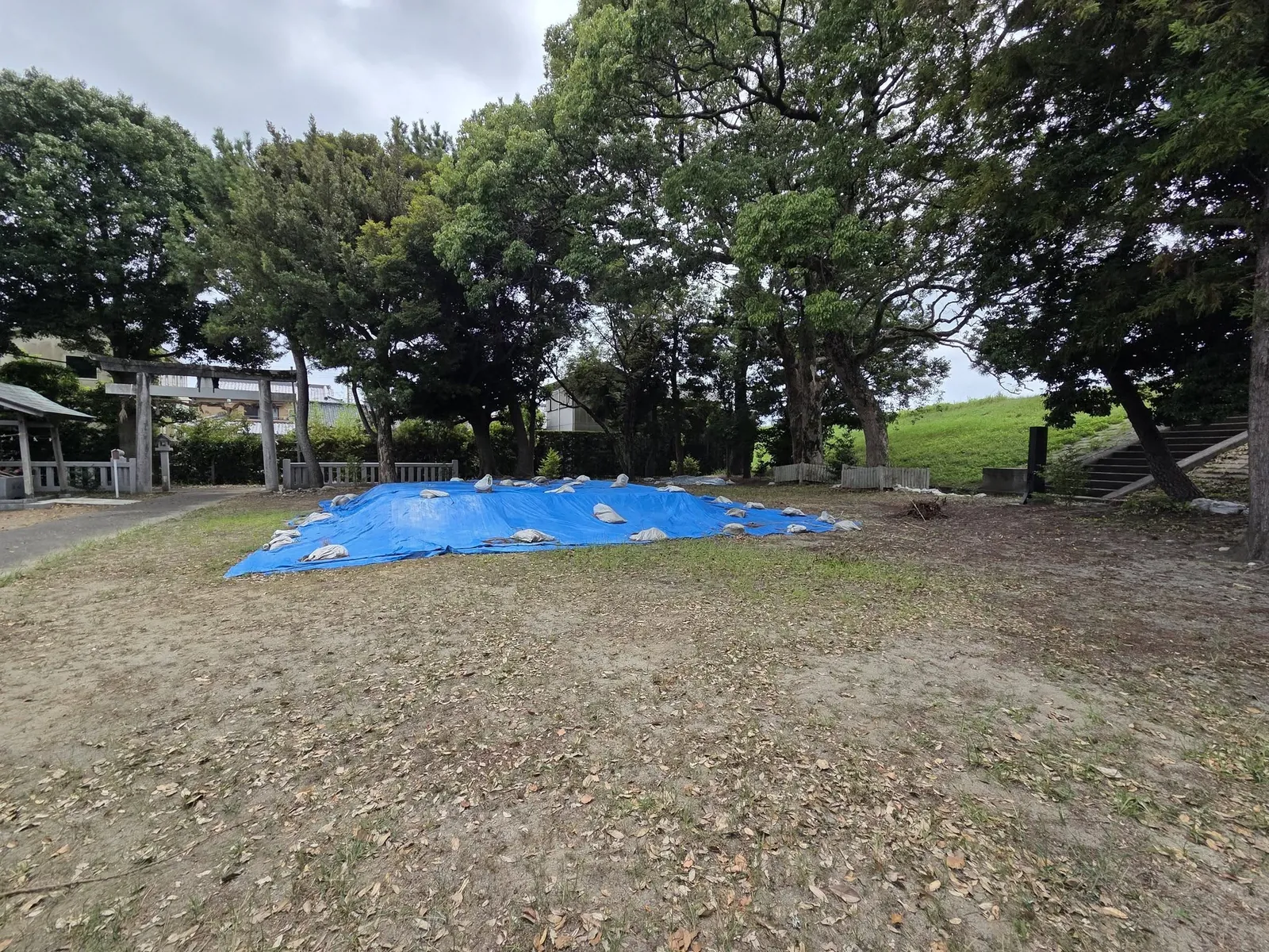 大木が立つ境内の広場。