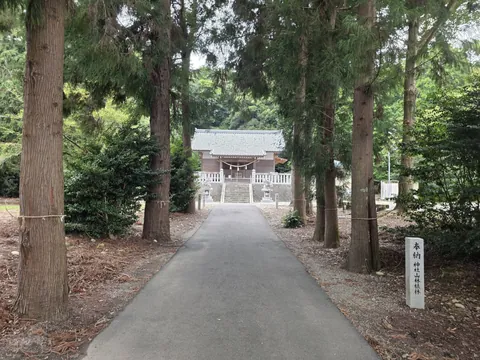 参道の杉並木。木立の奥に石段と社殿が見える。