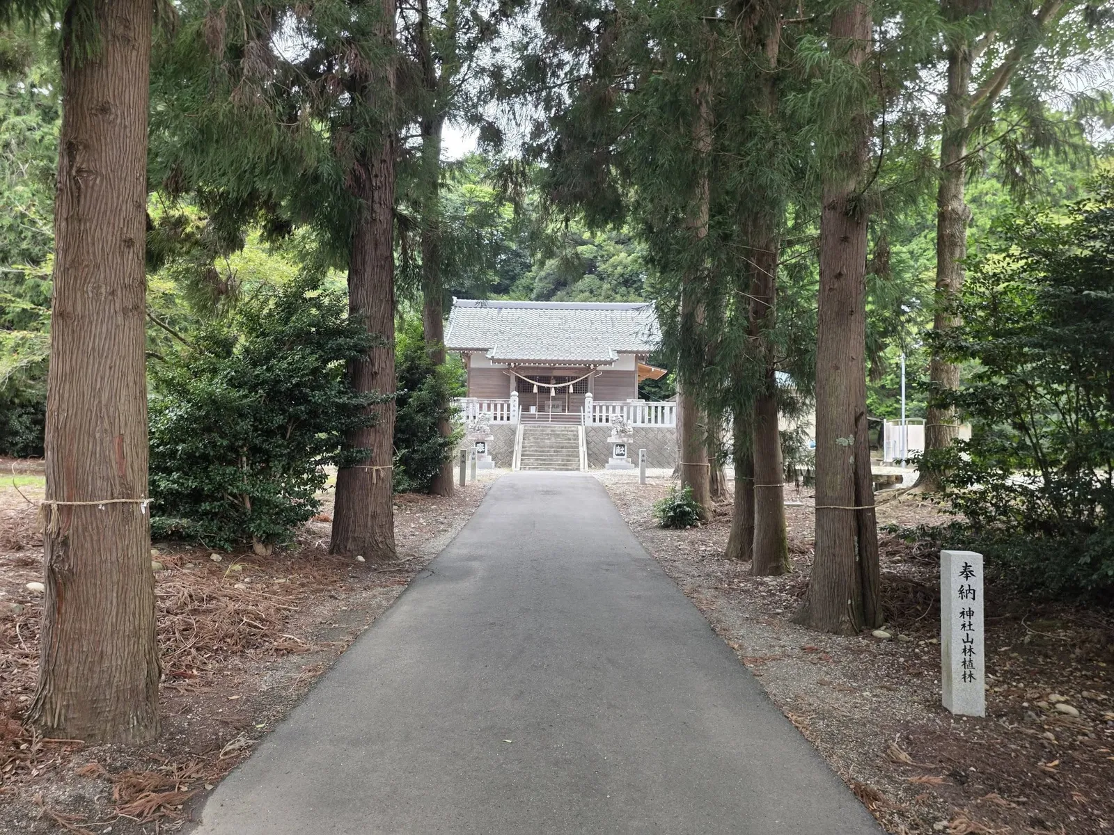 参道の杉並木。木立の奥に石段と社殿が見える。