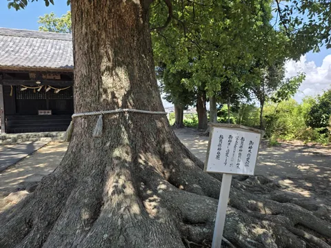 御神木のクスノキ。