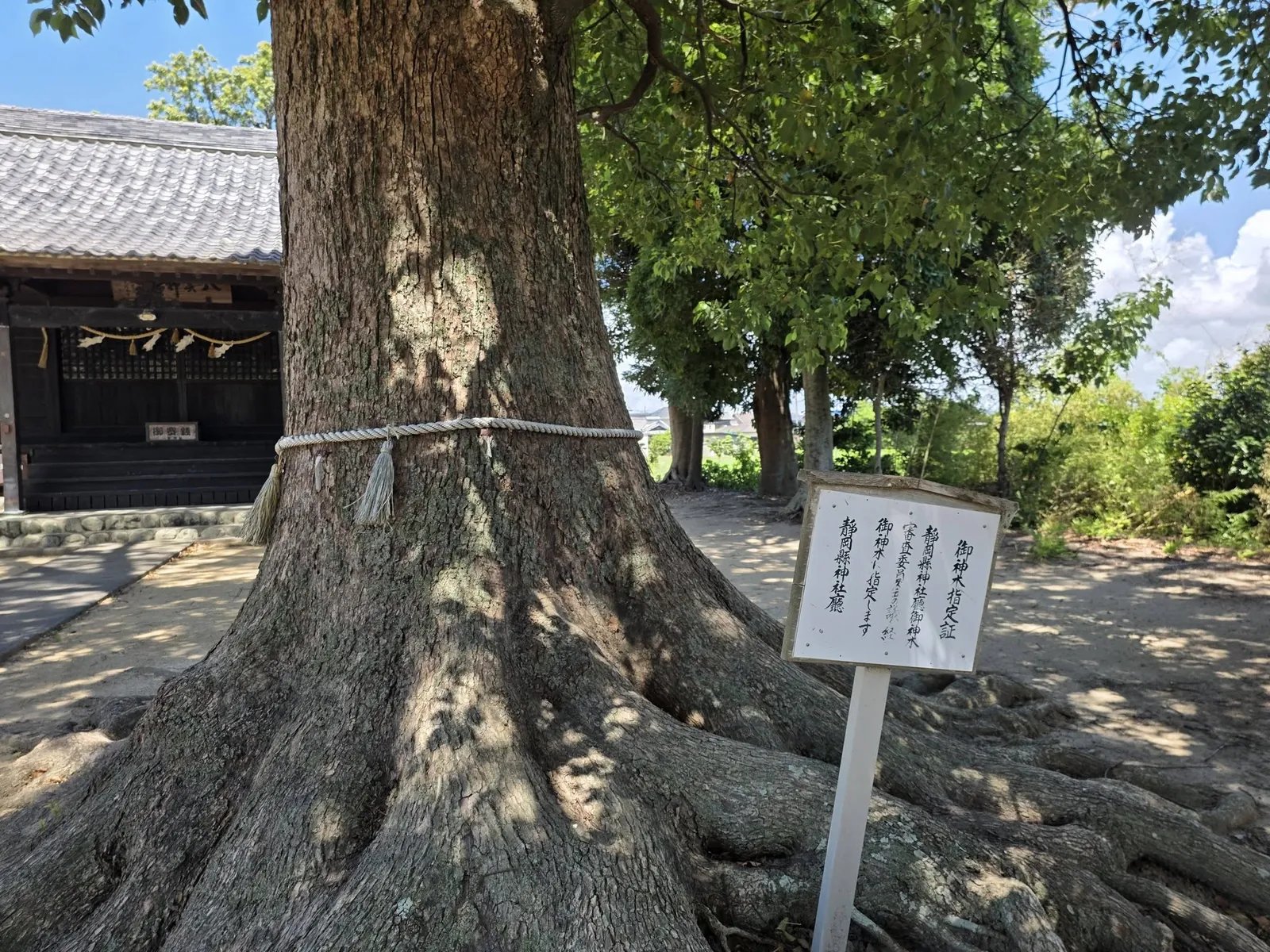 御神木のクスノキ。
