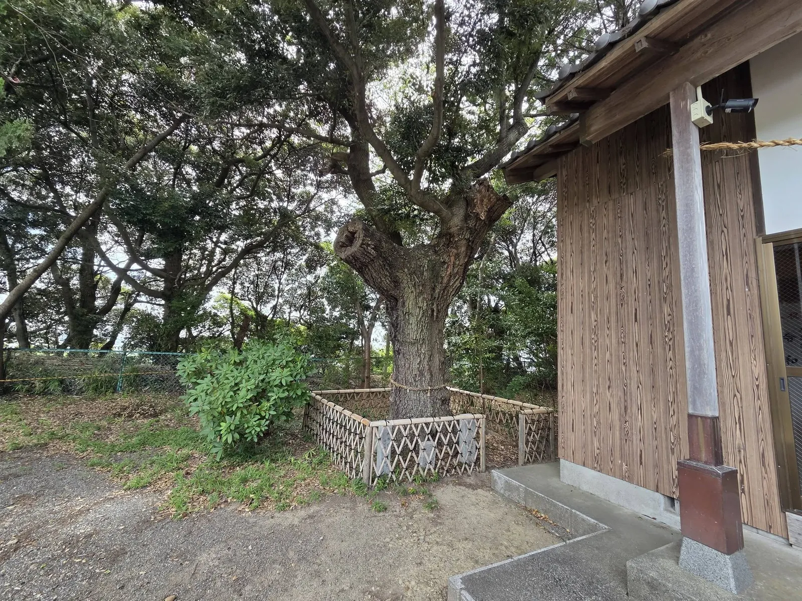 社殿脇の御神木。根元を玉垣で囲う。