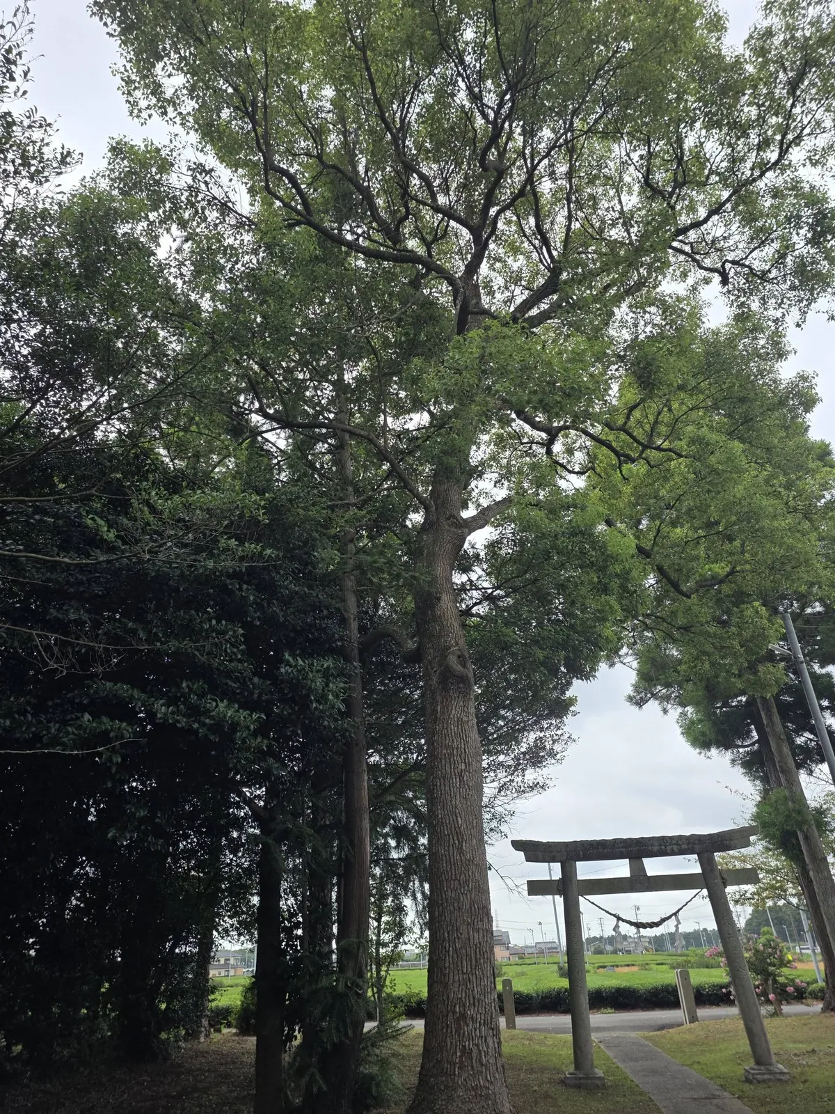 境内の大木を見上げる。鳥居と社叢の高さの関係が分かる。