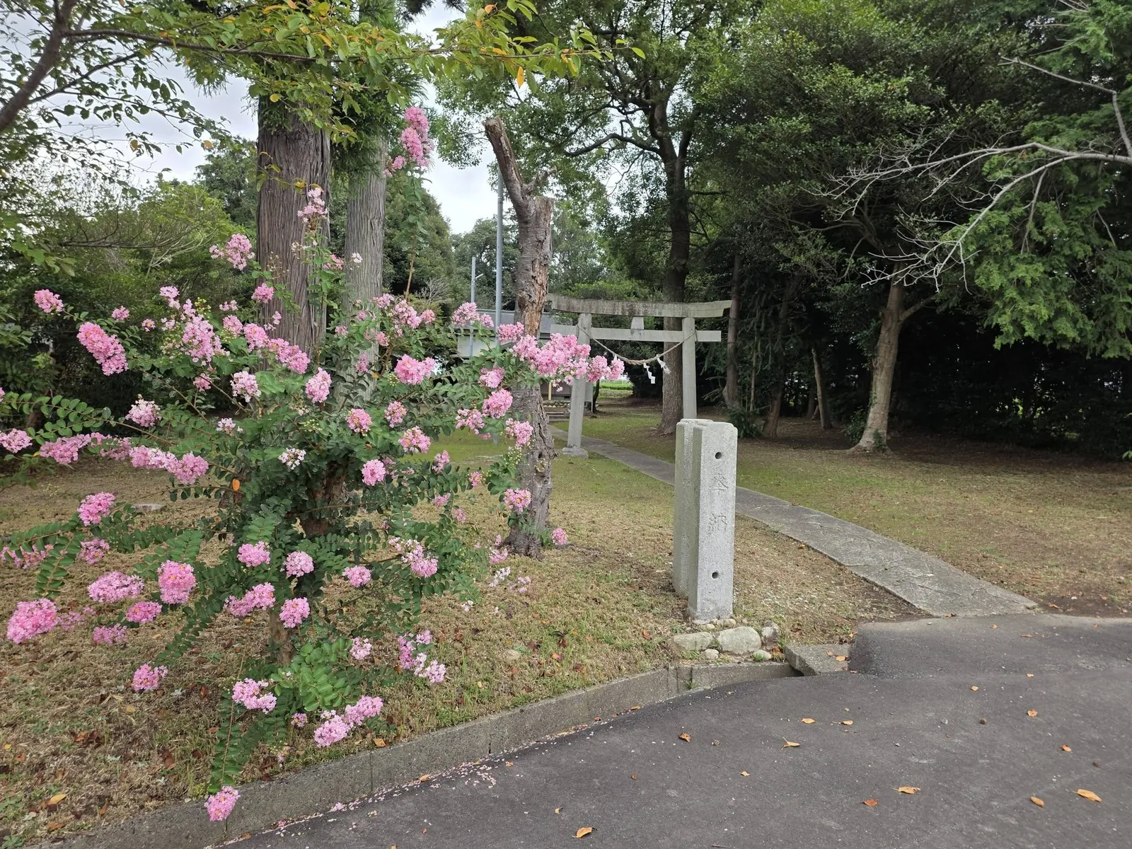 境外から見る鳥居と社叢。入口脇にサルスベリの花が咲く。