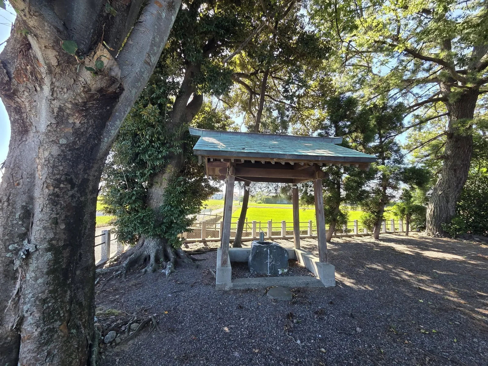 大木に囲まれた手水舎と手水鉢。