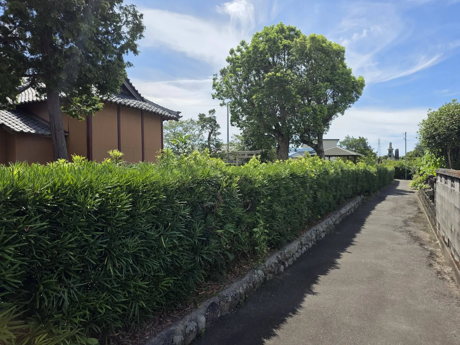 生垣越しに社殿と参道を望む境内の外観。